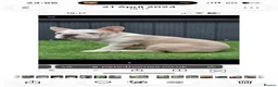 French Bulldog dogs for stud: French bulldog with Husky Background for stud  - Advert 4
