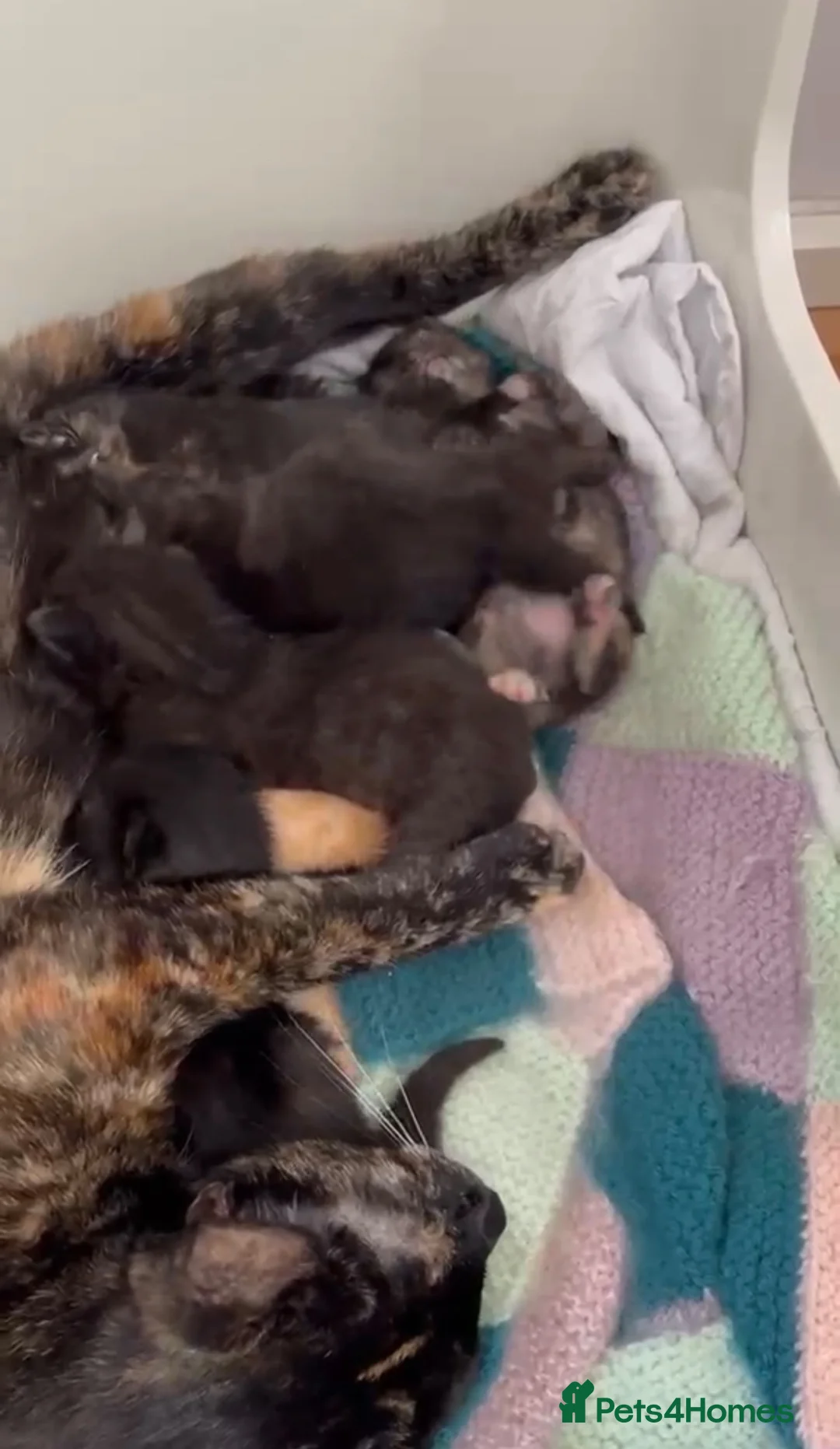 Mixed Breed cats for sale: 5 gorgeous kittens all female  - Advert 7
