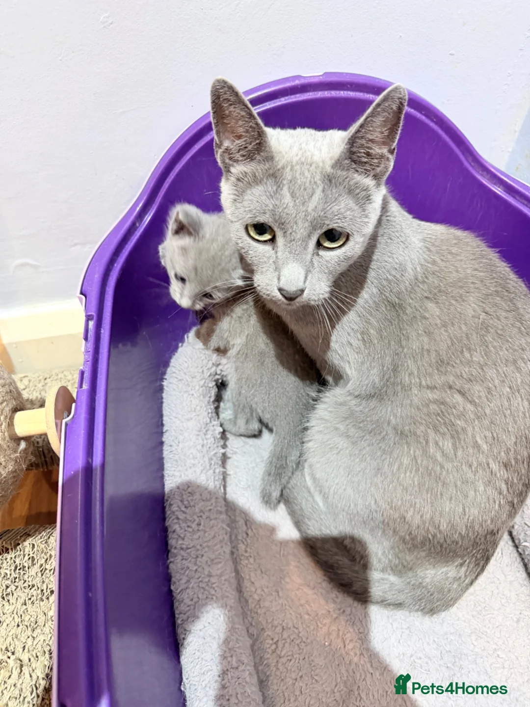 Russian Blue cats for sale: Absolutely adorable pure breed Russian blue kitten - Advert 2
