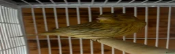 Canaries birds for sale: Green Fife Canary  - Advert 3
