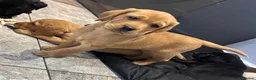 Labrador Retriever dogs for sale: Labrador puppies in Bishop Auckland - Advert 8