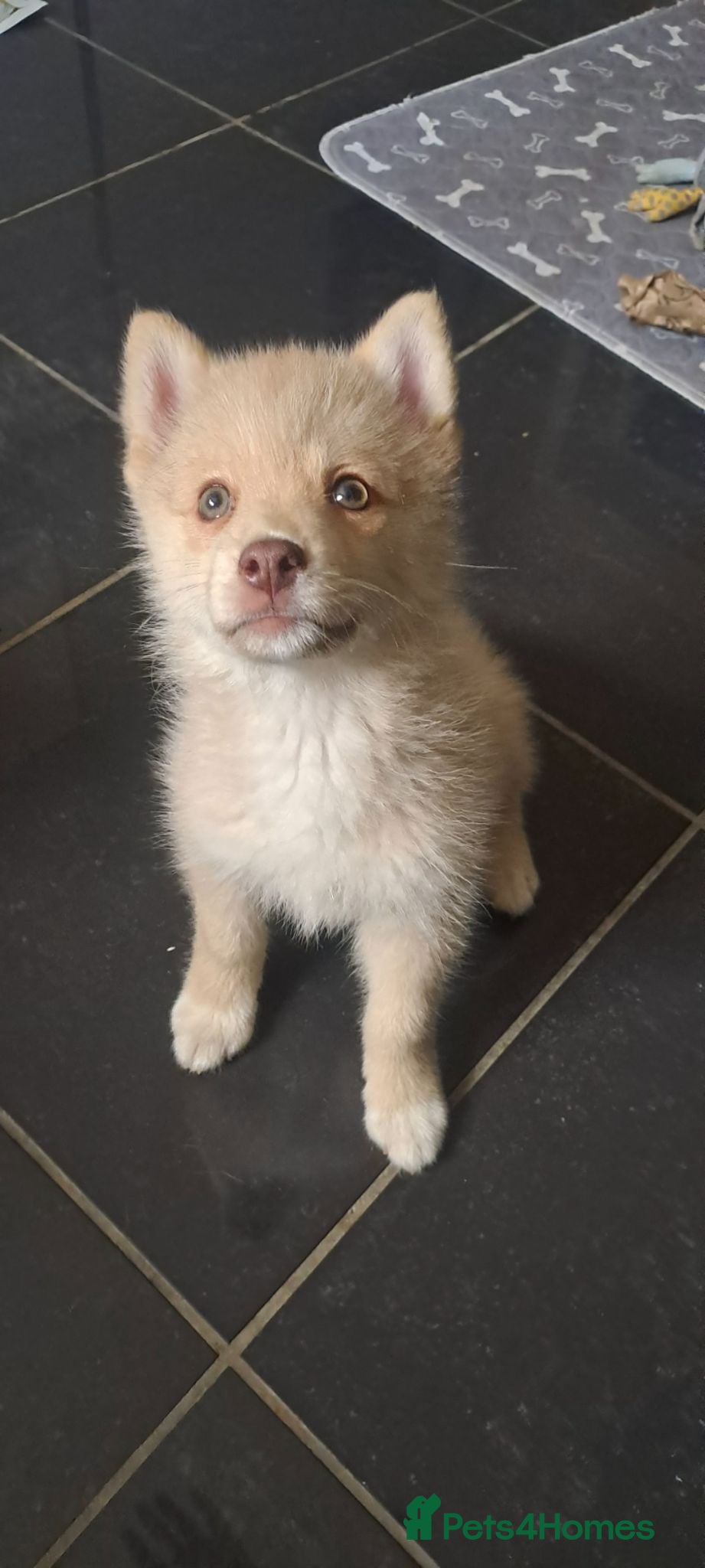 Pomsky dogs *Reduced*Last 2 F4 Pomsky boys. Will be 6kg   - Advert 2