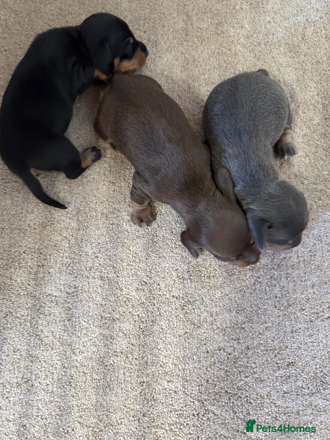 Miniature Dachshund dogs for sale: MINIATURE DACHSHUND PUPPIES  - Advert 2