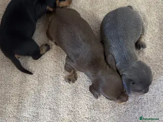 Miniature Dachshund dogs MINIATURE DACHSHUND PUPPIES - Advert 17