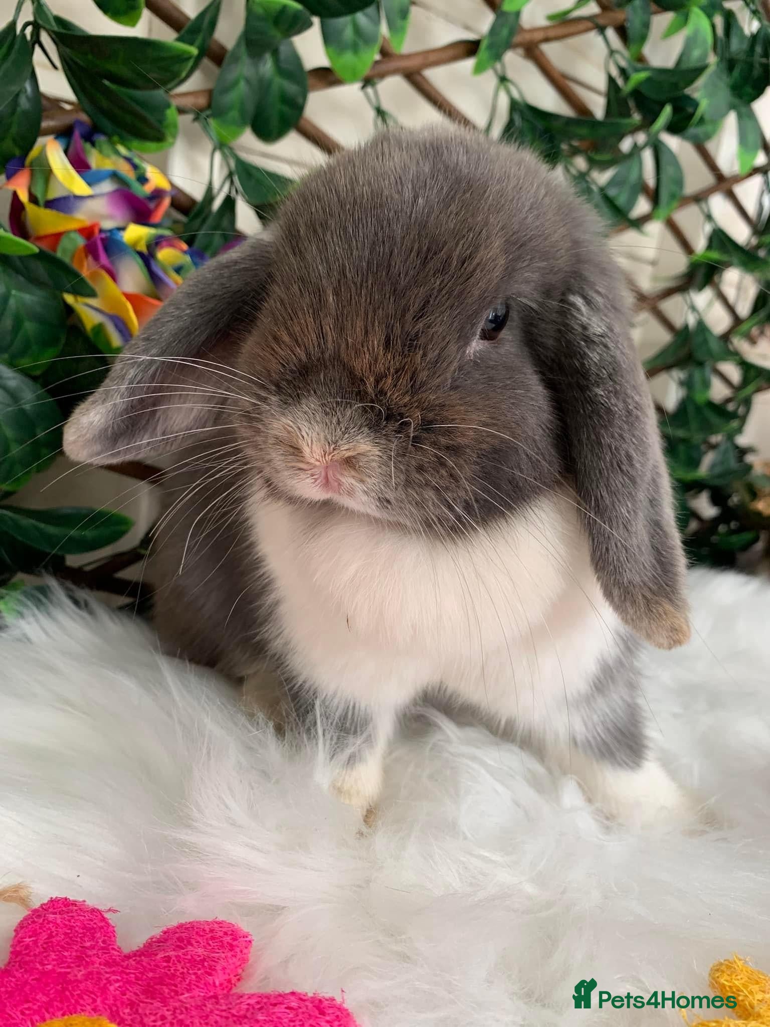 Mini Lop rabbits Adult Mini lops  - Advert 1