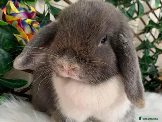 Mini Lop rabbits Adult Mini lops - Advert 1