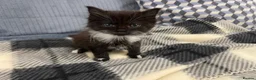 Domestic Shorthair cats for sale: Sweet Tuxedo Girl looking for a calm indoor home - Advert 17