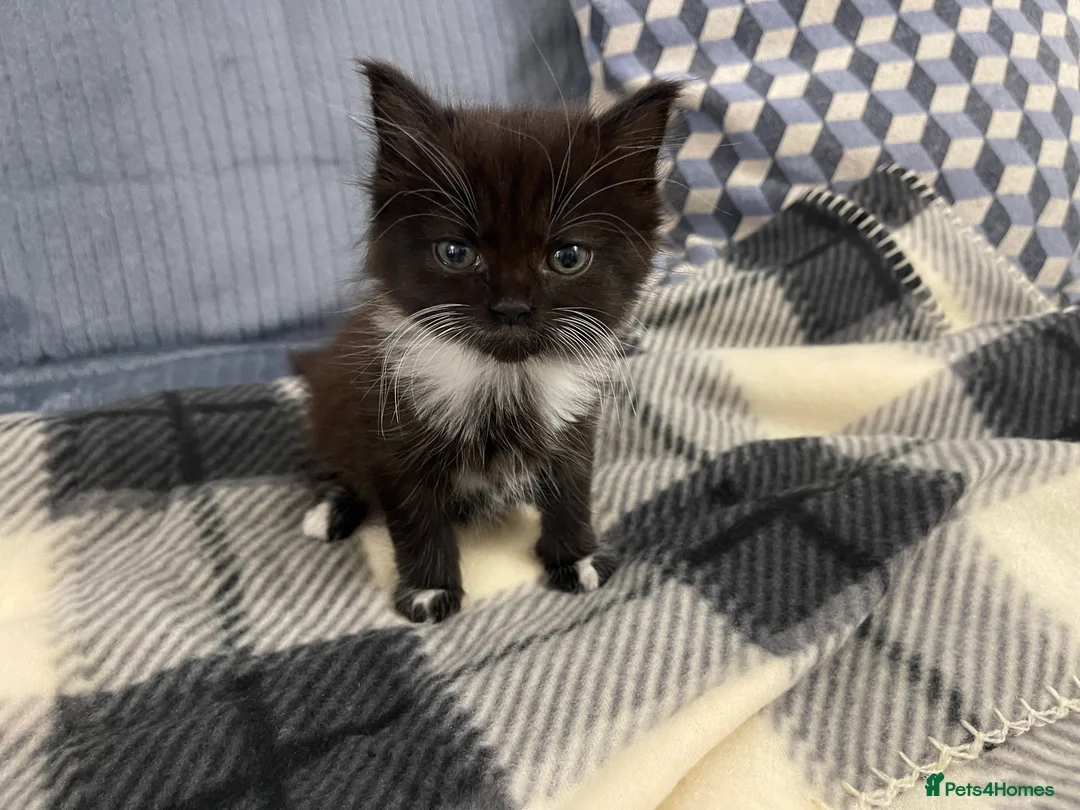 Domestic Shorthair cats for sale: Sweet Tuxedo Girl looking for a calm indoor home - Advert 17