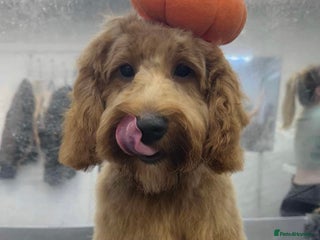 Cockapoo dogs in Accrington - Advert 18
