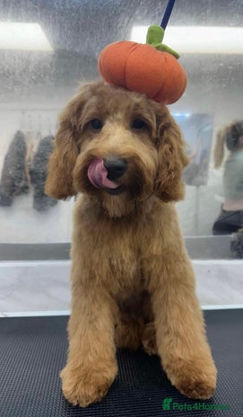 Cockapoo dogs in Accrington - Advert 1