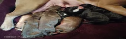Mixed Breed dogs for sale: 6 Frenchie x Sprocker pups - Advert 18