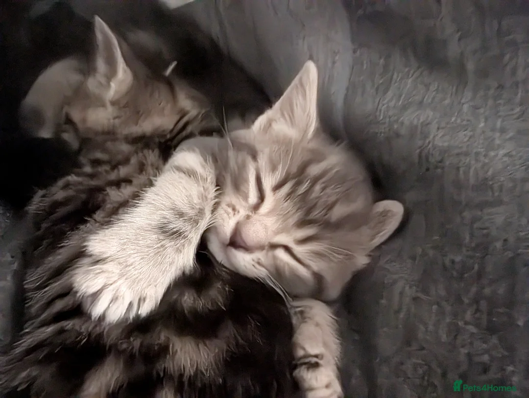 Mixed Breed cats for sale: x3 Gorgeous little kittens - Advert 15