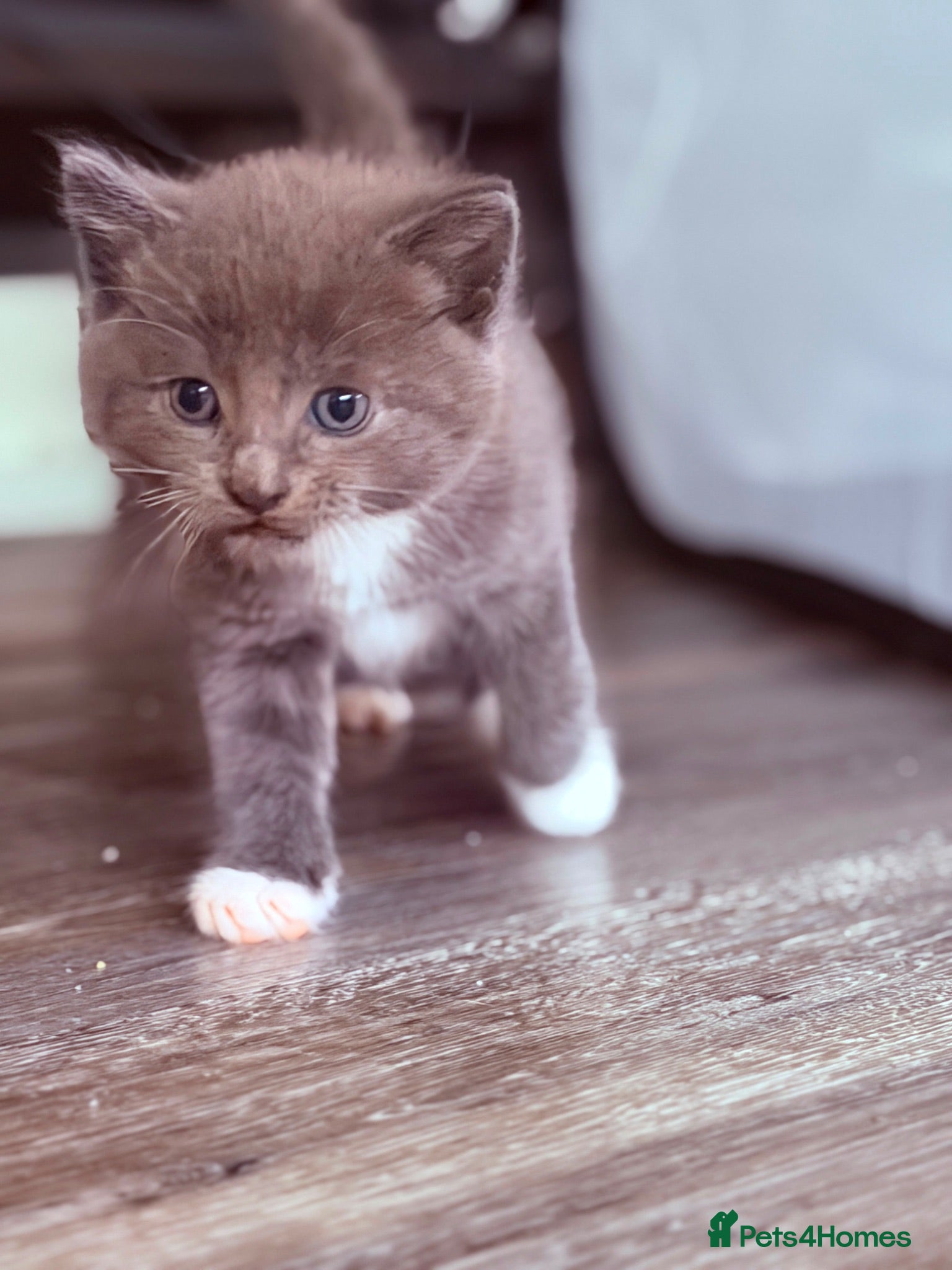 Mixed Breed cats Cute Kittens Ready for Loving Homes - Advert 1
