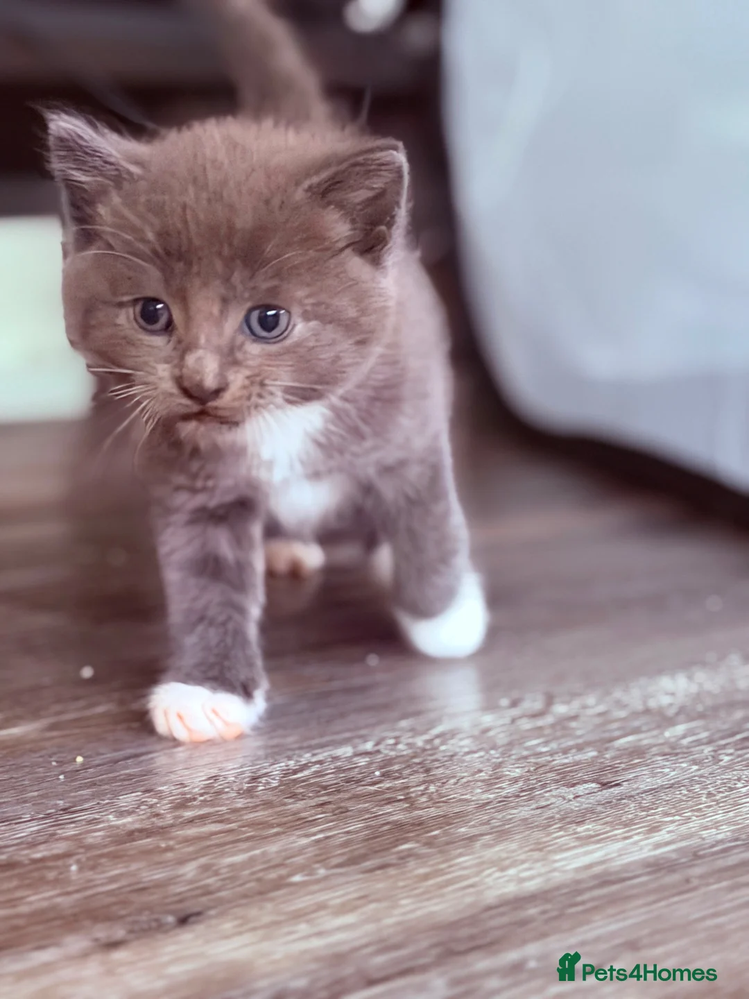 Mixed Breed cats for sale: Cute Kittens Ready for Loving Homes - Advert 1