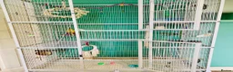 Conures birds for sale: Green cheek conure very entertaining - Advert 9