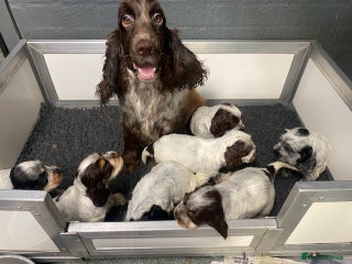 Cocker Spaniel dogs Cocker Spaniel Puppies For Sale - Advert 18