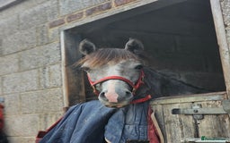 Welsh Section D horses for sale: Grey welsh D - Image 1