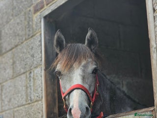 Welsh Section D horses - Advert 17