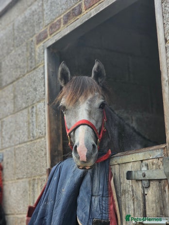 Welsh Section D horses - Advert 3