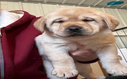 Labrador Retriever dogs for sale: Lovable, Quality KC working Labradors!! - Image 3