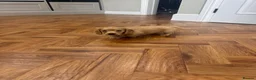Miniature Dachshund dogs for sale: REDUCED READY TO GO! Ziggy last boy Long haired  - Advert 21