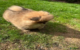 Pomchi dogs for sale: Adorable Pomchi Boy Available Now. - Image 4
