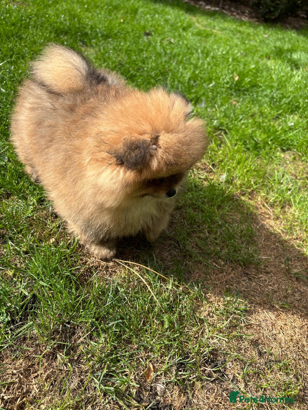 Pomchi dogs for sale: Adorable Pomchi Boy Available Now. - Image 4
