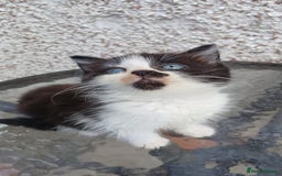 Mixed Breed cats for sale: Fluffy kittens - Image 16