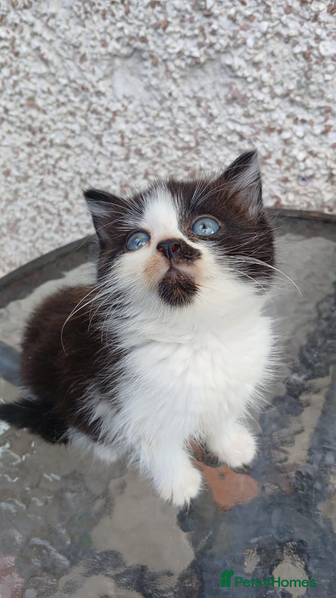 Mixed Breed cats for sale: Fluffy kittens - Image 16
