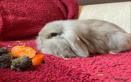 Mixed Breed rabbits for sale: Minilop, lionhead and mixed breed baby rabbits. - Image 15