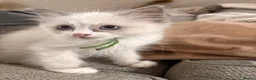 Ragdoll cats for sale: 🐾💙 GORGEOUS RAGDOLL KITTENS  - Advert 3