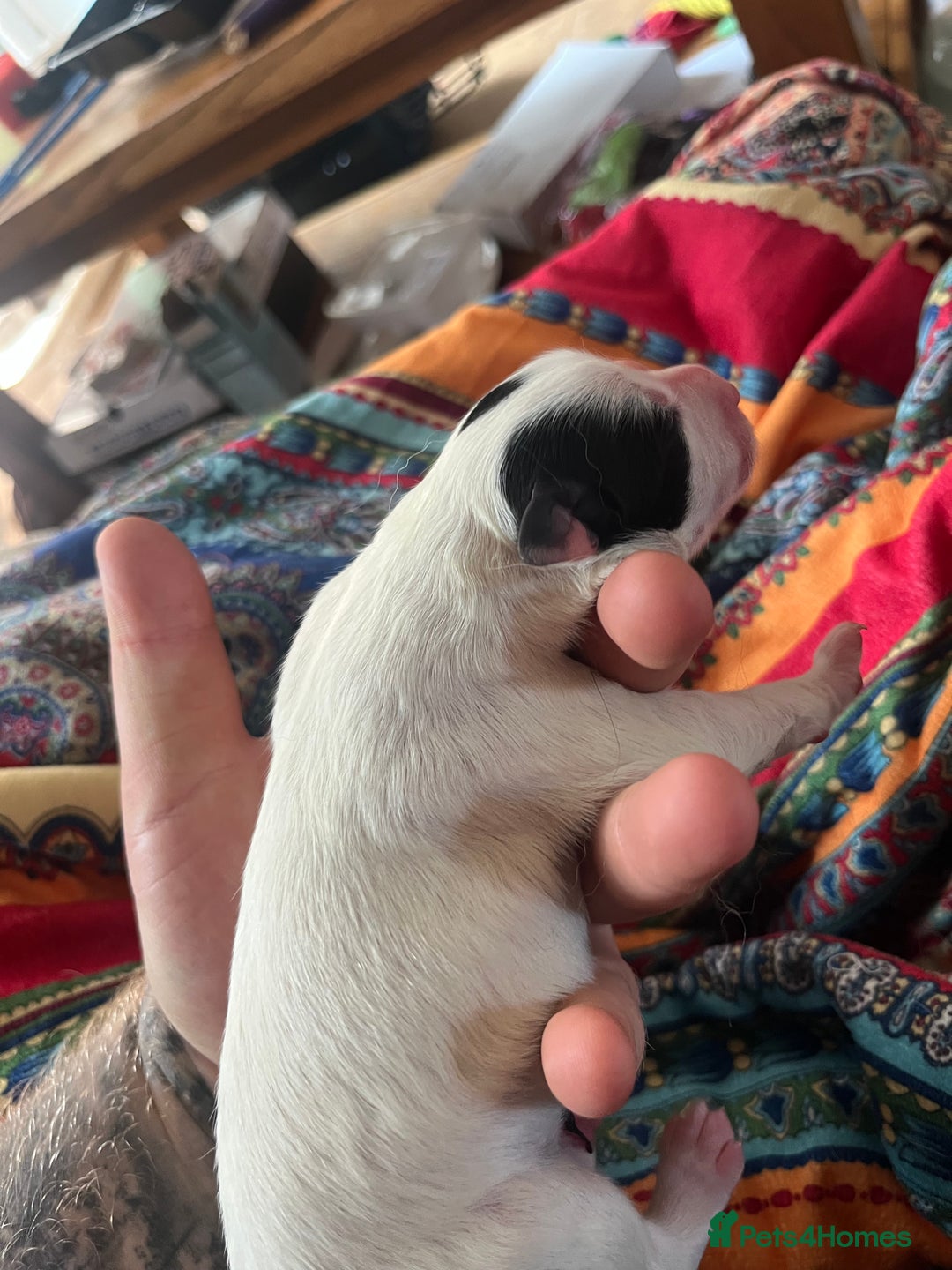 Border Collie dogs for sale: All white border collie girl  - Image 8