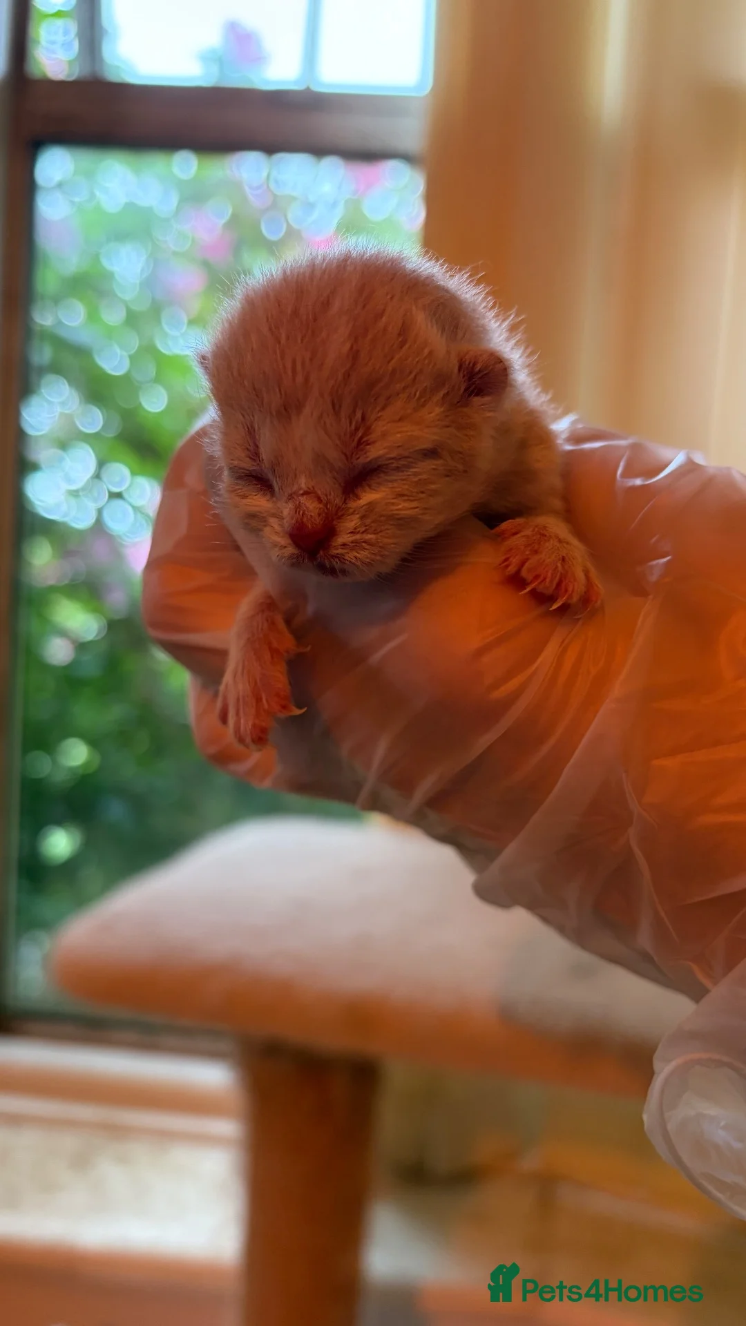 British Shorthair cats for sale: British Shorthair kittens  - Advert 15
