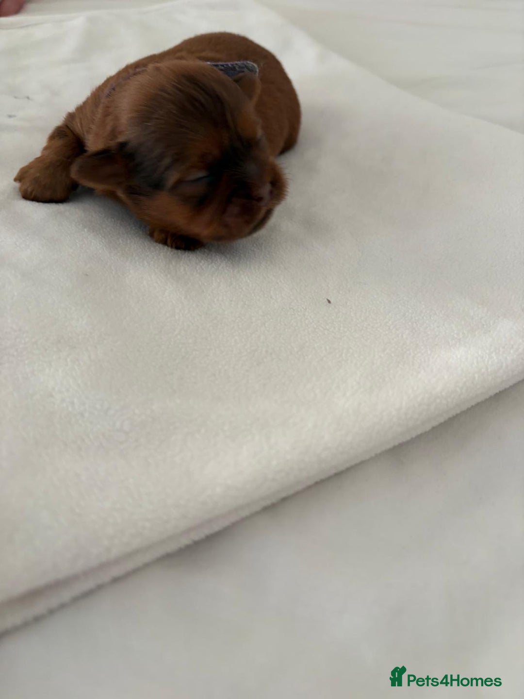 Shih Tzu dogs for sale: KC registered pure breed imperial shihtzu puppies  - Advert 37