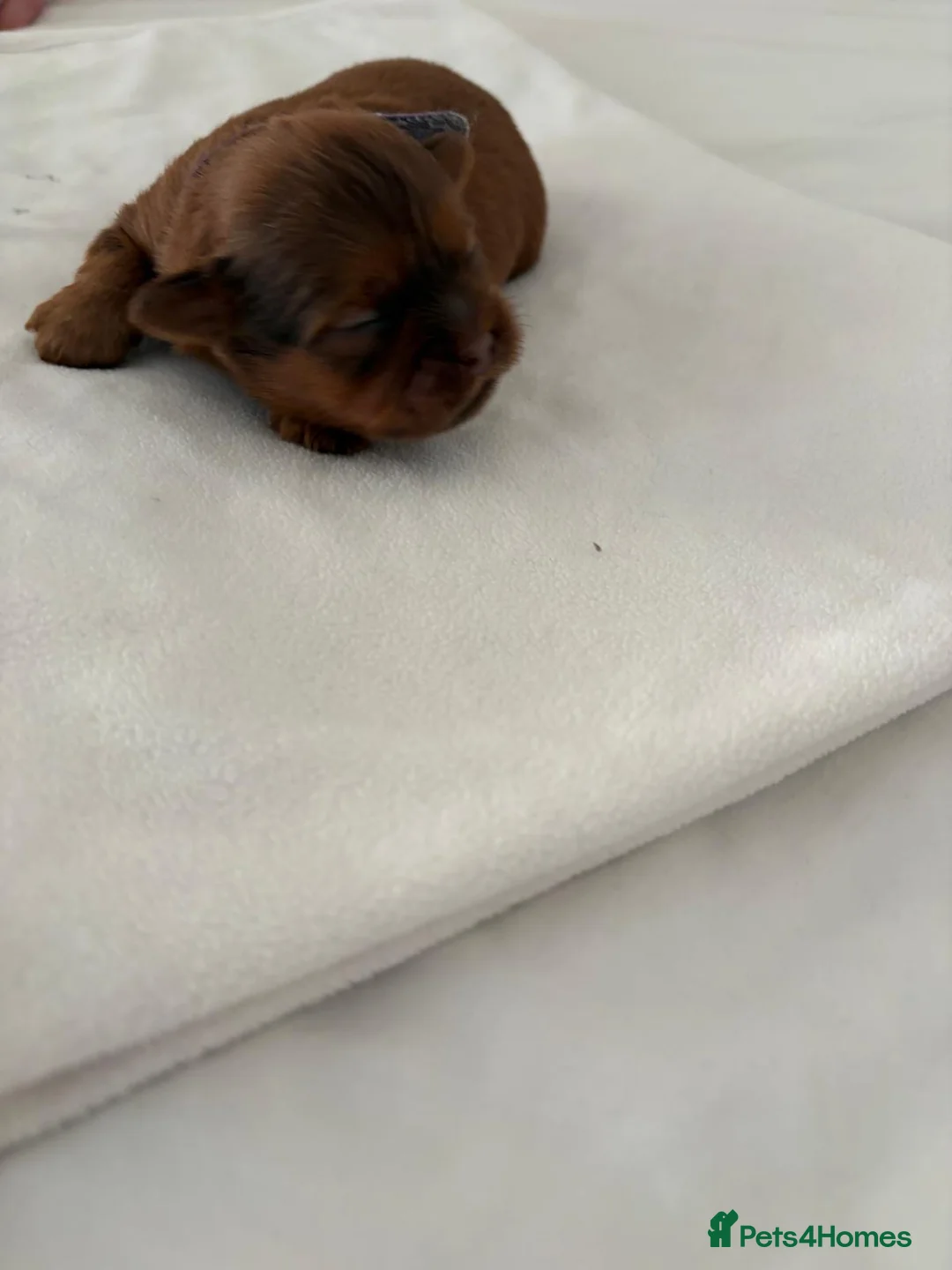 Shih Tzu dogs for sale: READY TO LEAVE GORGEOUS KC girl left - Advert 17