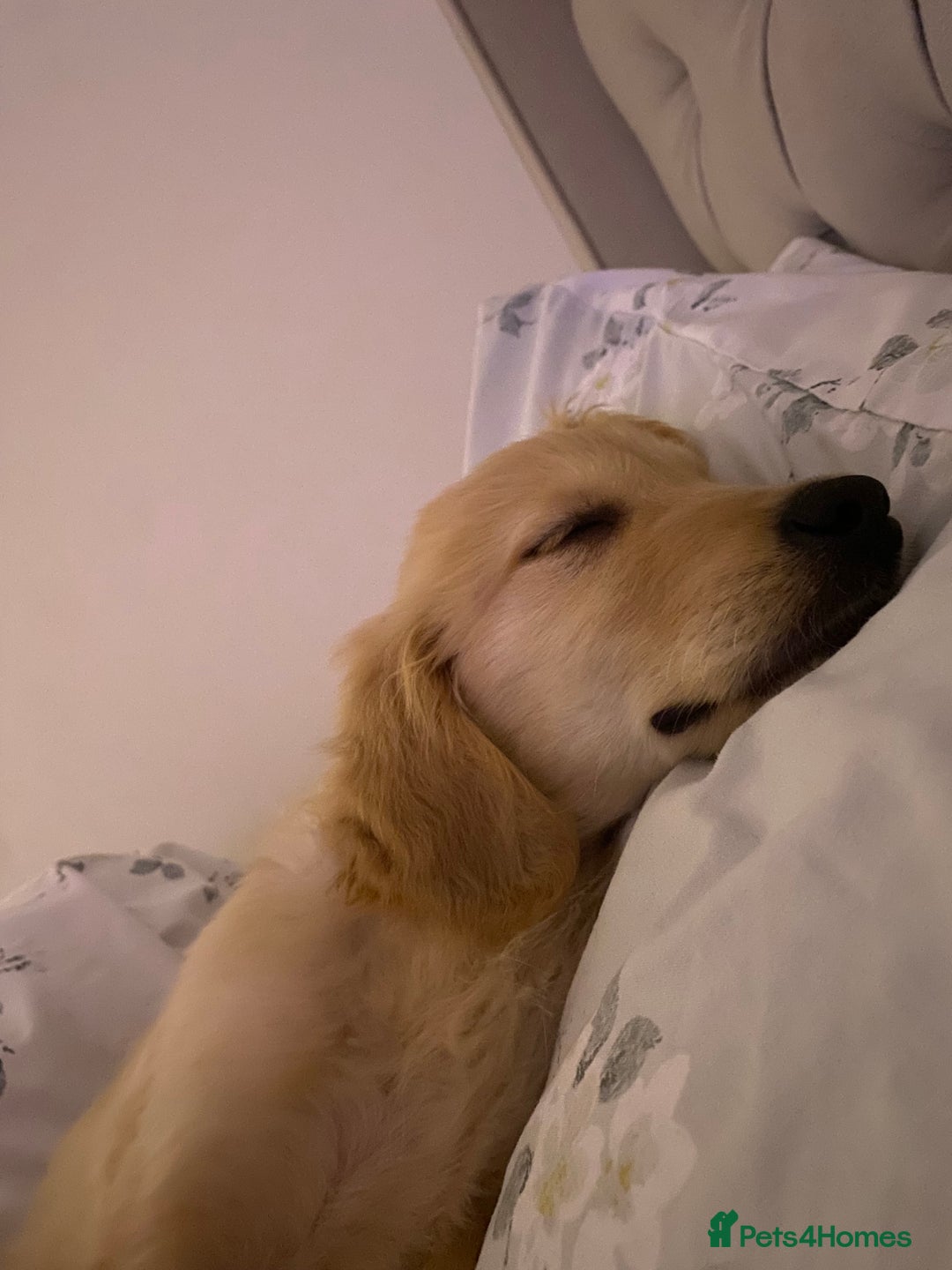Golden Retriever dogs for sale: Arlo  - Advert 5