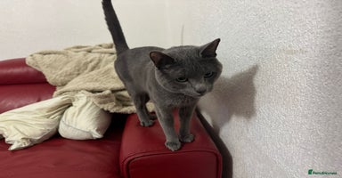 Russian Blue cats - Advert 1