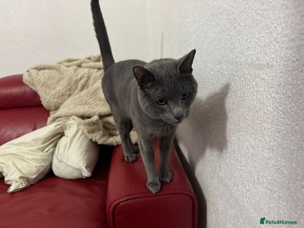 Russian Blue cats - Advert 3