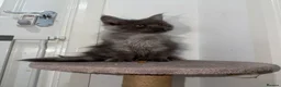 Maine Coon cats for sale: 1 left TICA Registered Maine Coon Kittens - Advert 20