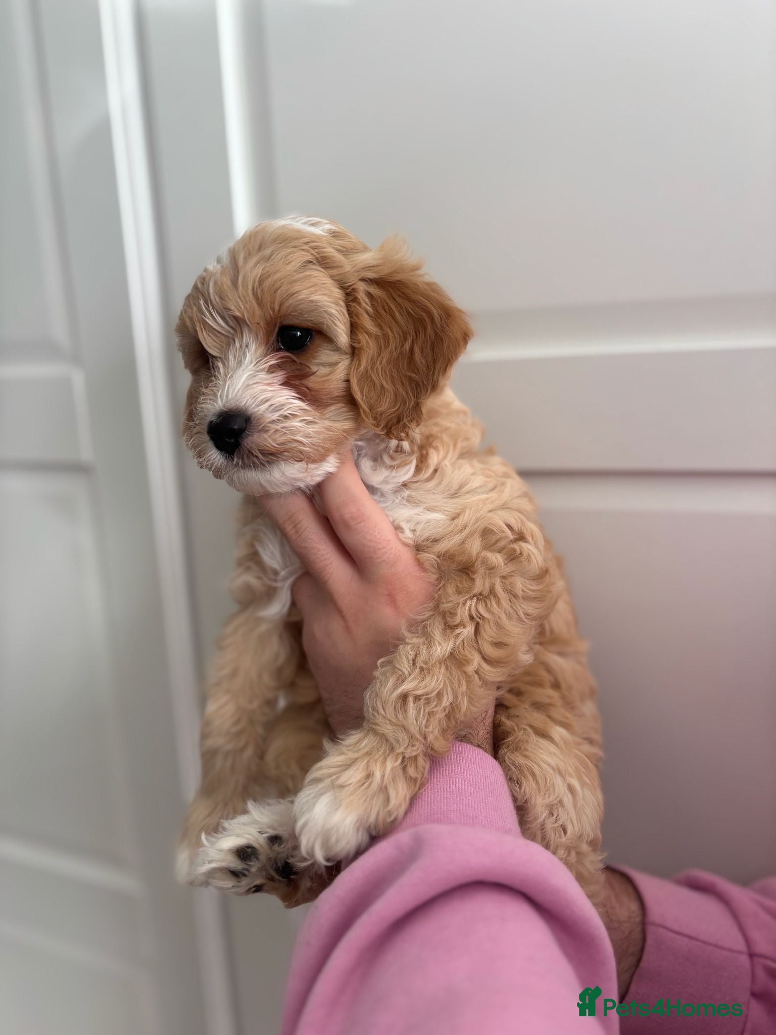 Cavapoochon dogs for sale: Stunning F1 Cavapoochon Puppies Healthy and Ready  in London - Advert 3