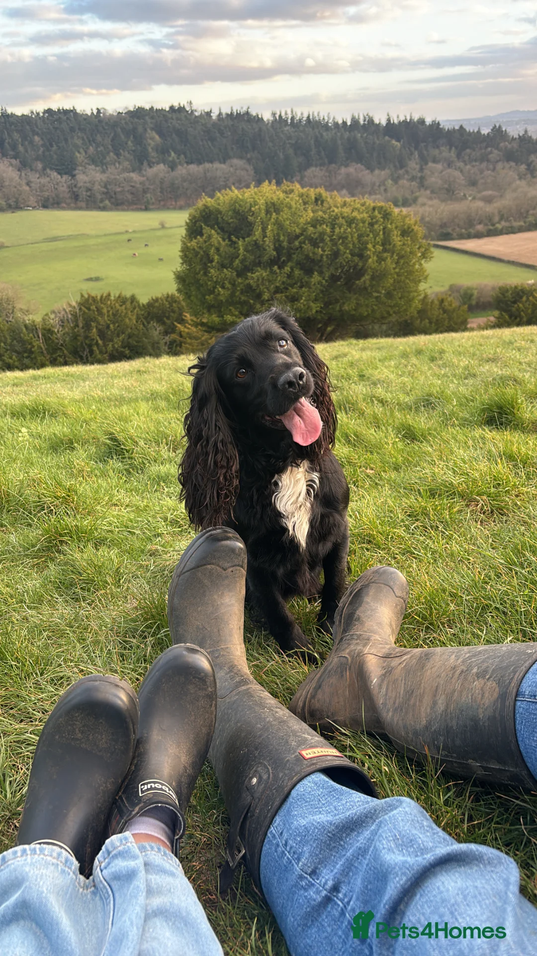 Cocker Spaniel dogs for stud: Stunning Cocker Spaniel STUD - Advert 2