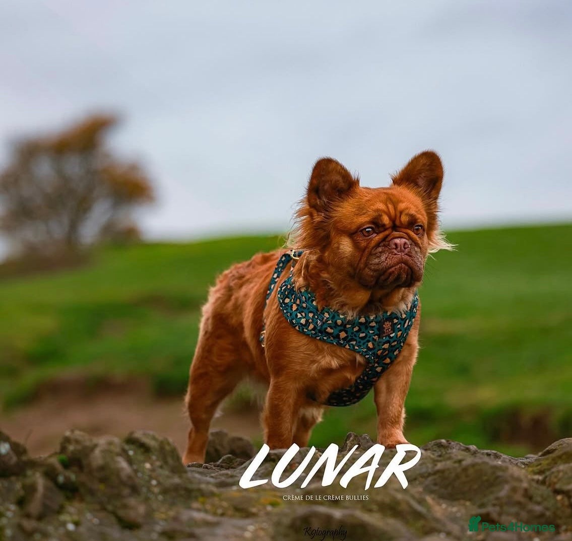 French Bulldog dogs FRENCH BULLDOGS LOOKING FOR FOREVER 5* HOMES!!! - Advert 3