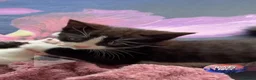 Domestic Shorthair cats for sale: Black and white kitten - Advert 3