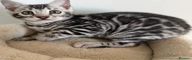 Bengal Kitten 1