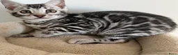 Bengal cats for sale:     🏆 Champion-Bred Silver Bengal Kitten - Advert 2