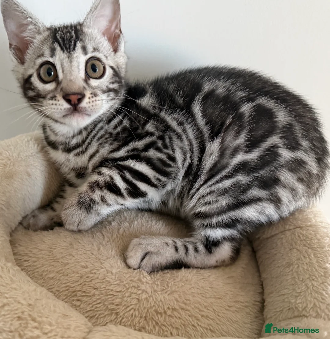 Bengal cats for sale:     🏆 Champion-Bred Silver Bengal Kitten - Advert 2