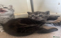 British Shorthair cats for sale: Pedigree British shorthair kittens for sale  - Image 9