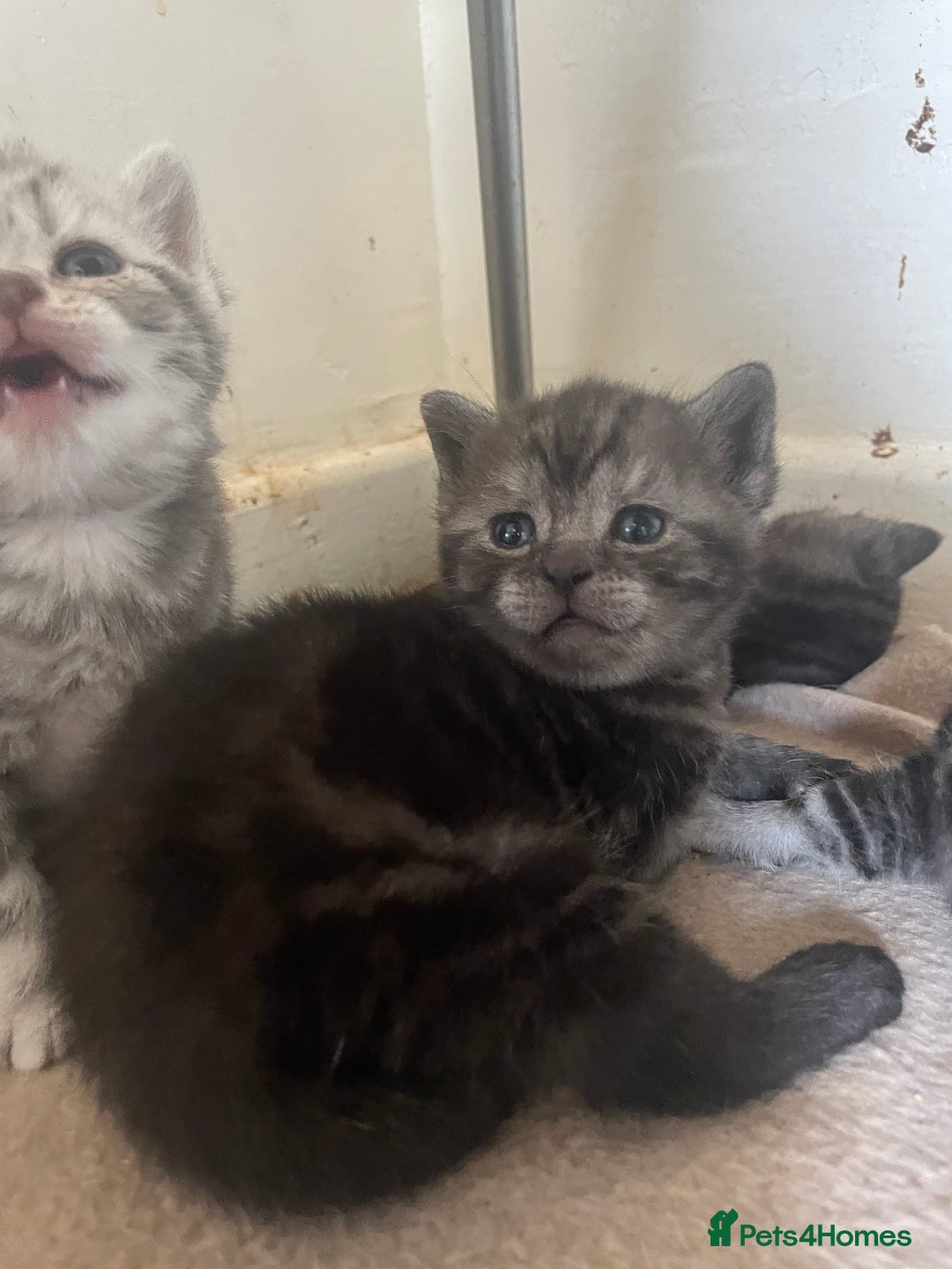 British Shorthair cats for sale: Pedigree British shorthair kittens for sale  - Image 9