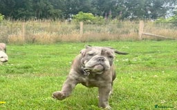 Olde English Bulldogge dogs for sale: Dior the Olde English Bulldogge - Image 6