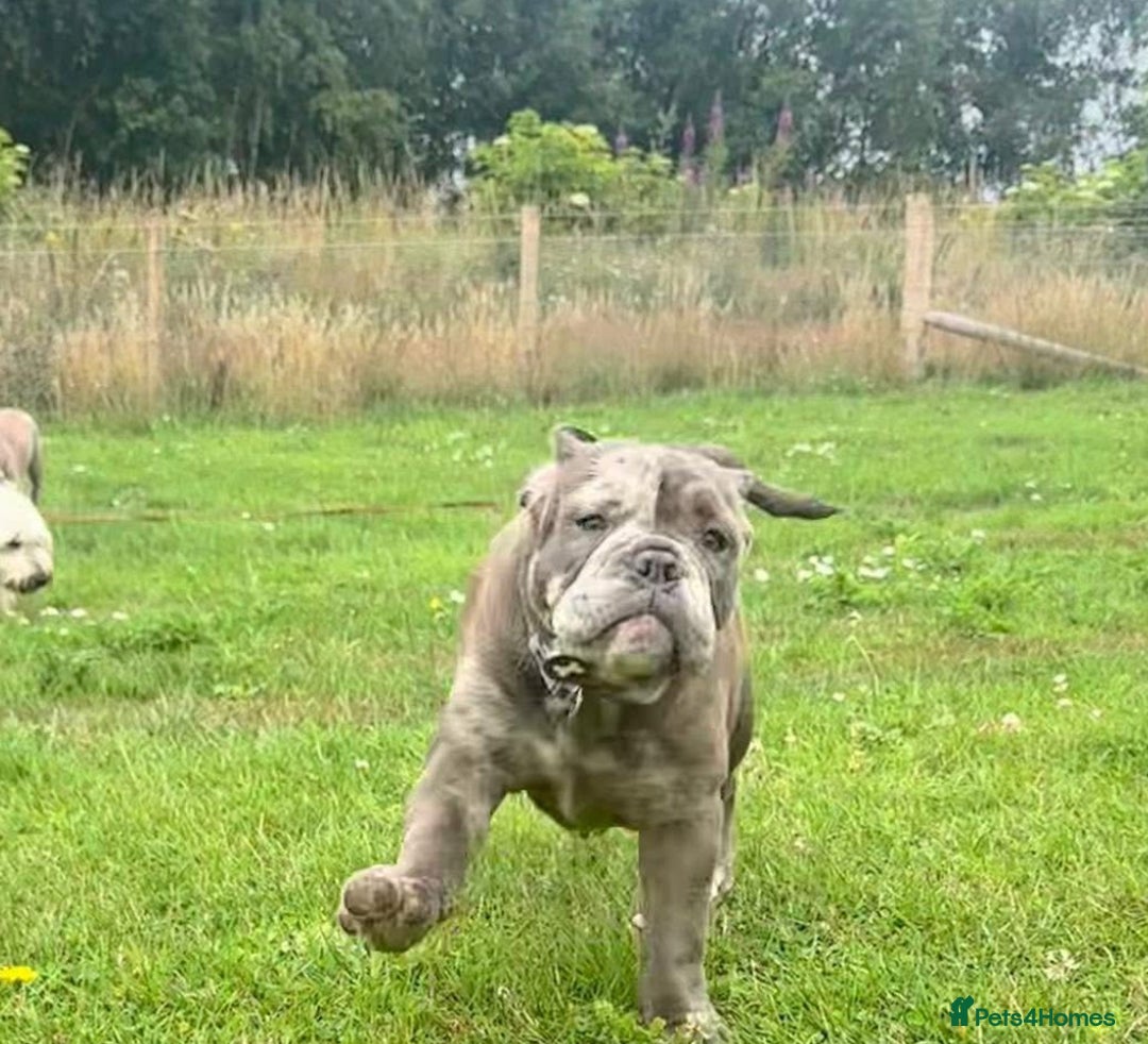 Olde English Bulldogge dogs for sale: Dior the Olde English Bulldogge - Image 6